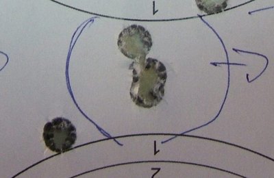 SSG-TOT-RWS-150gr-100m.JPG