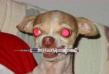 Chiwawa :)