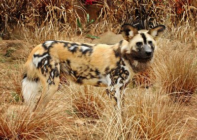 african-wild-dog-4-5-08_tad-motoyama-9761-10001.jpg