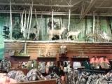 Animals around the store.jpg