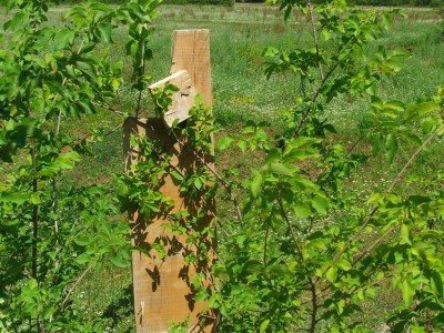 DSCF7530.JPG