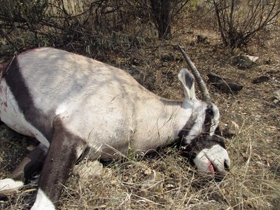 Oryx.JPG