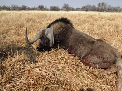 Black Wildebeest.JPG