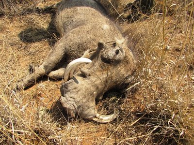 Warthog.JPG