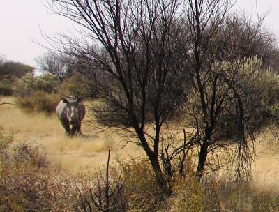 Rhino 1.JPG