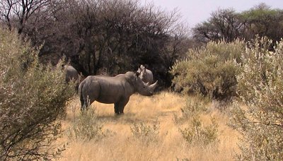 Rhino 2.JPG