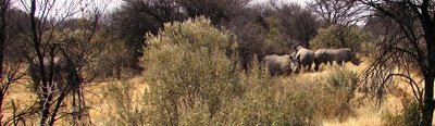 Rhino 5.JPG