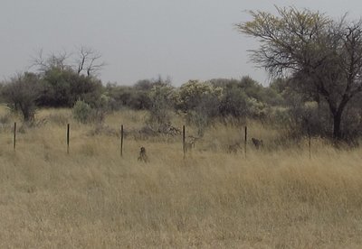 Baboons.JPG