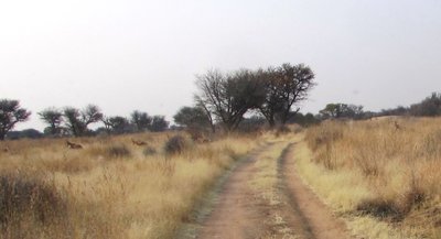 Hartebeest crossing.jpg