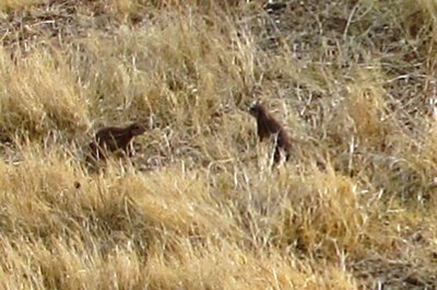 Ground squirel.JPG