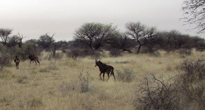 sable 1.JPG