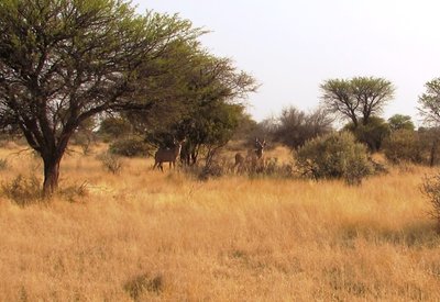 Young Kudu.JPG