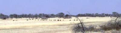 11 herd of gnu.JPG