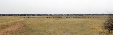 Wildebeest.JPG