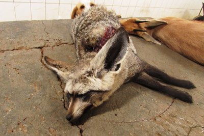 Bat Eared Fox.JPG