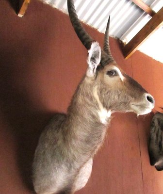 14 water buck.JPG
