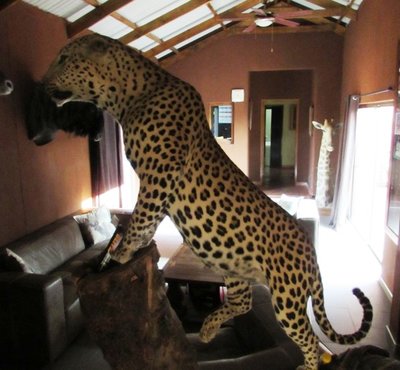 11 leopard.JPG