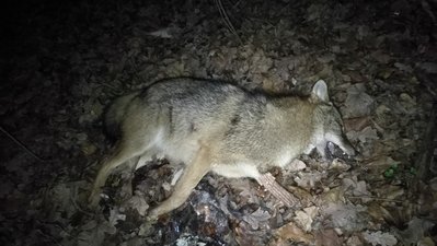 IMG_20171123_190754.jpg