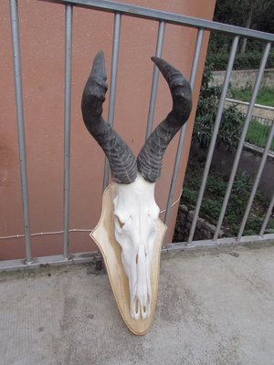 euro mount.JPG