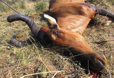 01 Hartebeest.JPG