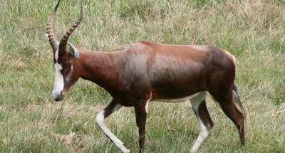 BLESBOK.jpg
