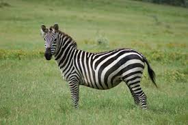 PLAINS ZEBRA.jpg
