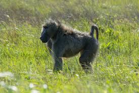 BABOON.jpg