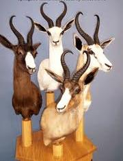 springbok slam 4 colors.jpg