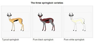 springbok slam 2 wiki.jpg