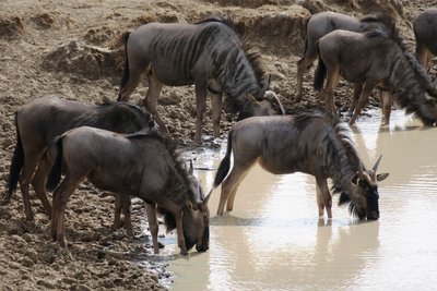 blue wildebeest.JPG