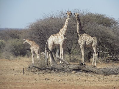 giraffe.JPG
