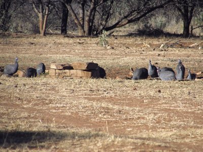 Guinea Fawl.JPG