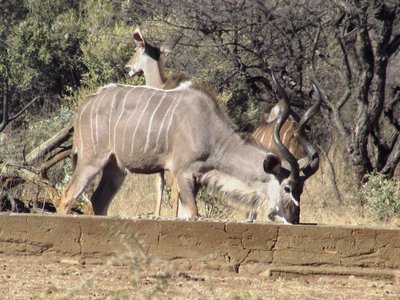 kudu.JPG