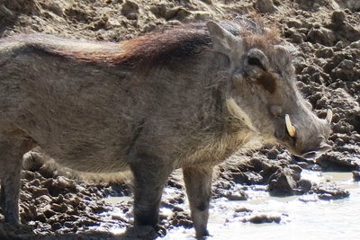 warthog.JPG