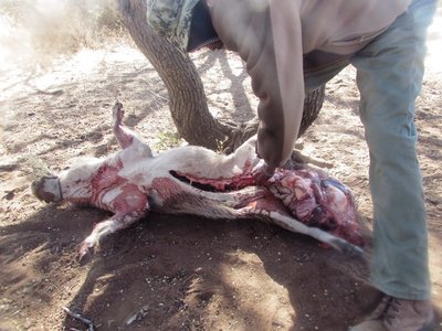 Gutting the warthog..JPG