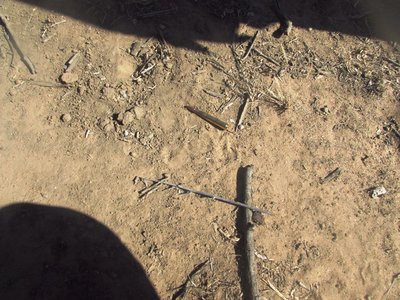 Leopard track.JPG