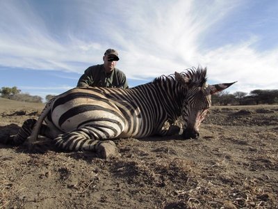 zebra.JPG
