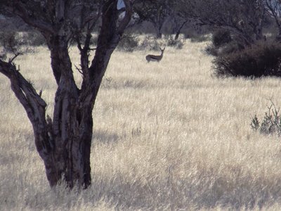 Kalahari 2.JPG