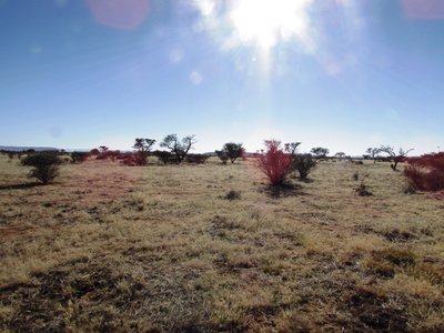 Kalahari 4.JPG