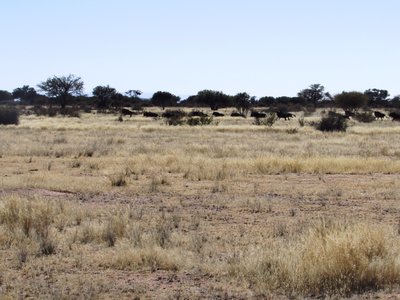 Kalahari 5.JPG