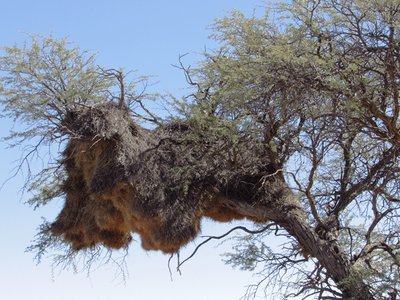 Kalahari 6.JPG