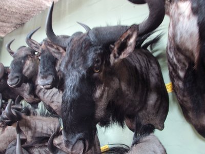 Blue wildebeest.JPG