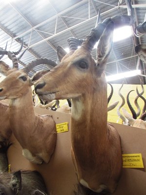 Impala.JPG