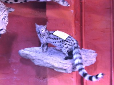 Genet.JPG