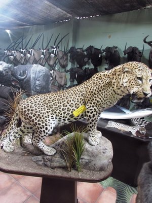Leopard.JPG