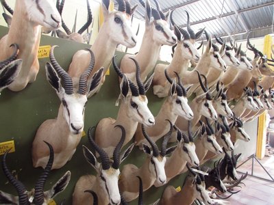 Springbok.JPG