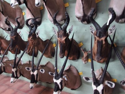 Hartebeest oryx.JPG