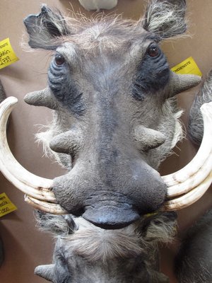 warthog 2.JPG