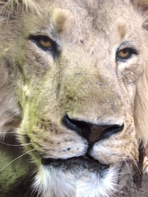 Lion1.JPG
