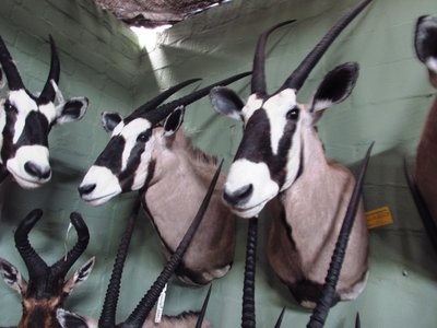 Oryx close look.JPG